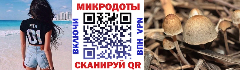Псилоцибиновые грибы Cubensis  Новоаннинский 